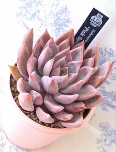 2026年最新】優木園の人気アイテム - メルカリ