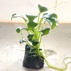 ずっきー様 リクエスト 2点 まとめ商品