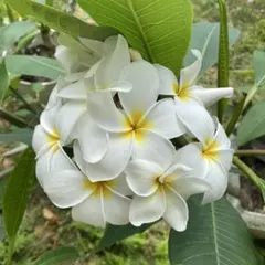 2026年最新】プルメリア苗の人気アイテム - メルカリ