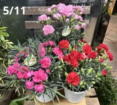 店頭整理 まとめ売り カーネーション 5号 蕾多数 6鉢セット - メルカリ