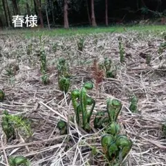 春様専用クサソテツ苗