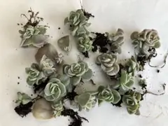 多肉植物　ラブリーローズ　赤ちゃん苗　抜き苗　根付き