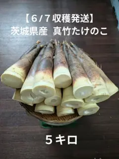 【６/７収穫発送】茨城県産 真竹たけのこ ５キロのサムネイル