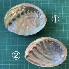 アワビ貝殻　アクセサリー入れ　インテリア