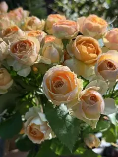 ユニクロ ヒートテックウエストウォーム一分丈スパッツ