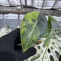 アロカシア マハラニアルボ 斑入り 芋株 - メルカリ