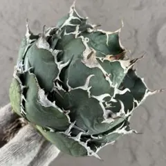 2026年最新】スーパーチタノタの人気アイテム - メルカリ