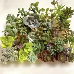 多肉植物 カラフル　カット苗セット　詰め合わせ