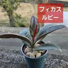 2026年最新】フィカスルビーの人気アイテム - メルカリ