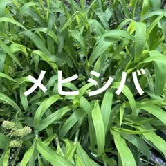 小動物おやつ　生牧草　メシヒバのサムネイル