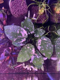 激レア】アヌビアス 斑入り キング 希少種 水草 - メルカリ