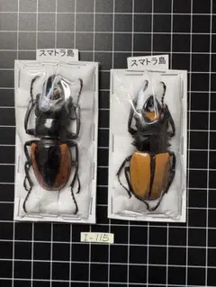 f*t様 昆虫標本 カナブン 詰め合わせセット 自由研究 コレクション　レアバリ 昆虫標本 ナミカナブン 2匹セット 自由研究 コレクション A