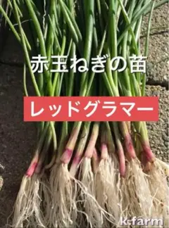 どなんまま様 和歌山産　玉ねぎ苗　レッドグラマー10本、ホワイトベアー10本