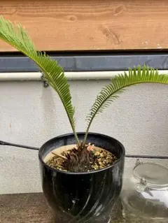 2025年最新】ソテツの人気アイテム - メルカリ