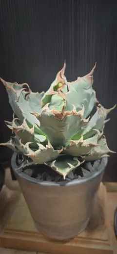 Made in YN shopping様 リクエスト 2点 まとめ商品