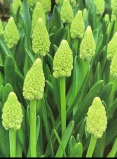 f.florist＊オーダーメイド可能様 リクエスト 3点 まとめ商品