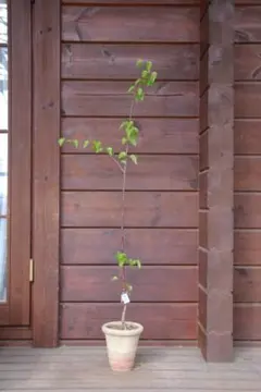 白樺の鉢植え No.24 樹高102cm 送料込 - メルカリ