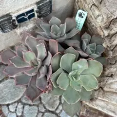 2026年最新】ストリクチフローラ サルティロの人気アイテム - メルカリ