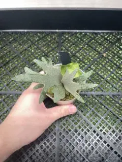 478 ビカクシダ P. Willinckii Nano TC - メルカリ
