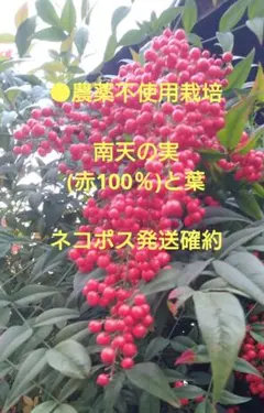 ●農薬不使用、南天の実(赤100％)と葉、ネコポス発送確約(大阪府)。