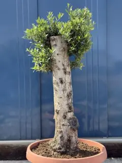 【希少】スペイン産 オリーブ古木 樹形美 幹太20cm 庭の主役に 希少】スペイン産 オリーブ古木 幹径約11cm 一点物 - メルカリ