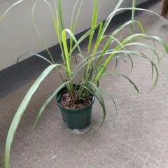 ハーブ苗 レモングラス イネ科植物 家庭菜園 山野草 料理/ティー