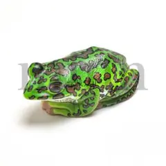 Jua25Cz　ネイチャー川内村のモリアオガエルマグネットスト10種 川内村のモリアオガエル マグネット×ストラップ – ネイチャー