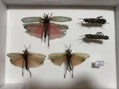 2026年最新】バッタ 標本の人気アイテム - メルカリ