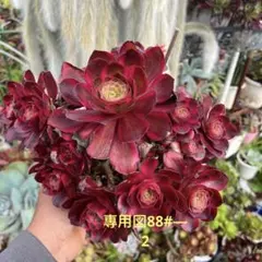 希少‼️アエオニウム 皺葉仙墨 「紫浪」選別株‼️ 1苗 大苗 多肉植物