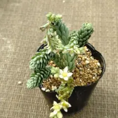 versadense×菊日和 多肉植物抜き苗うに - メルカリ