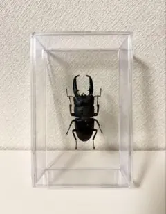 2025年最新】パラワンオオヒラタ 標本の人気アイテム - メルカリ