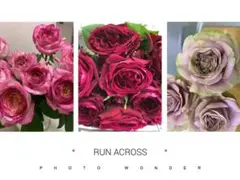 「くろまろまろ様専用」切り花品種バラ苗　レアバラ　6点