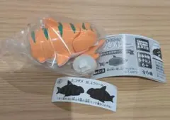 サメジャー　ネコザメ　1点