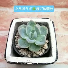 たろぼうず☘️様ご依頼分 多肉 エケベリア 桜子×そわそわ 他