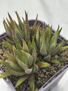 多肉植物 ハオルチア 白蝶のサムネイル