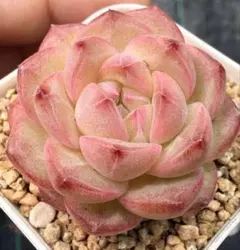 新入荷 赤魔王 エケベリア 多肉植物 1苗 - メルカリ