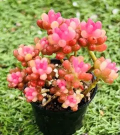 ☆nami☆様 ご専用　值引100円　おまけ付き　リクエスト 3点 まとめ商品