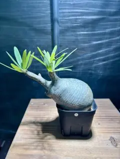 良型　パキポディウムグラキリス　現地球　ベアルート　チビグラ パキポディウム グラキリス 3号 現地球 ベアルート 塊根植物