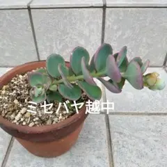 メルカリ