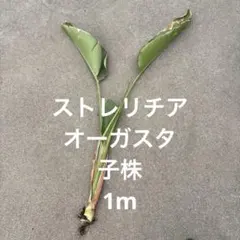 ストレリチア　株分けのサムネイル