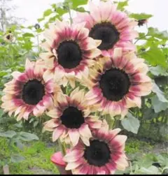 素敵❤︎プラム色の2色咲のヒマワリ5粒と２種類の種のおまけ