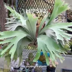 2025年最新】e-1 ビカクシダの人気アイテム - メルカリ