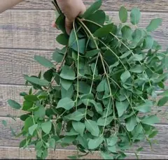 ふくちゃん(•‿•)様 リクエスト 3点 まとめ商品