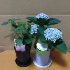 紫陽花 苗 2品種セット 来年用のサムネイル