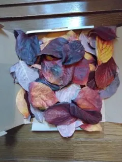 2025年最新】ハナミズキの人気アイテム - メルカリ