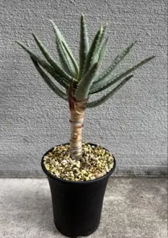 2025年最新】アロエ ディコトマの人気アイテム - メルカリ