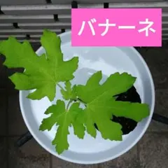 いちじく 苗 バナーネ (ロングドゥート)挿し木苗 農薬不使用 良苗 オススメ①のサムネイル
