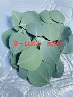 ユーカリポポラス☆葉っぱのみ 500枚