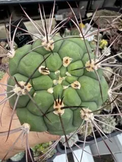 サボテン　ギムノカリキウム　新天地　実生のサムネイル