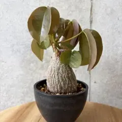 超大型株！ステファニアスベローサ - メルカリ